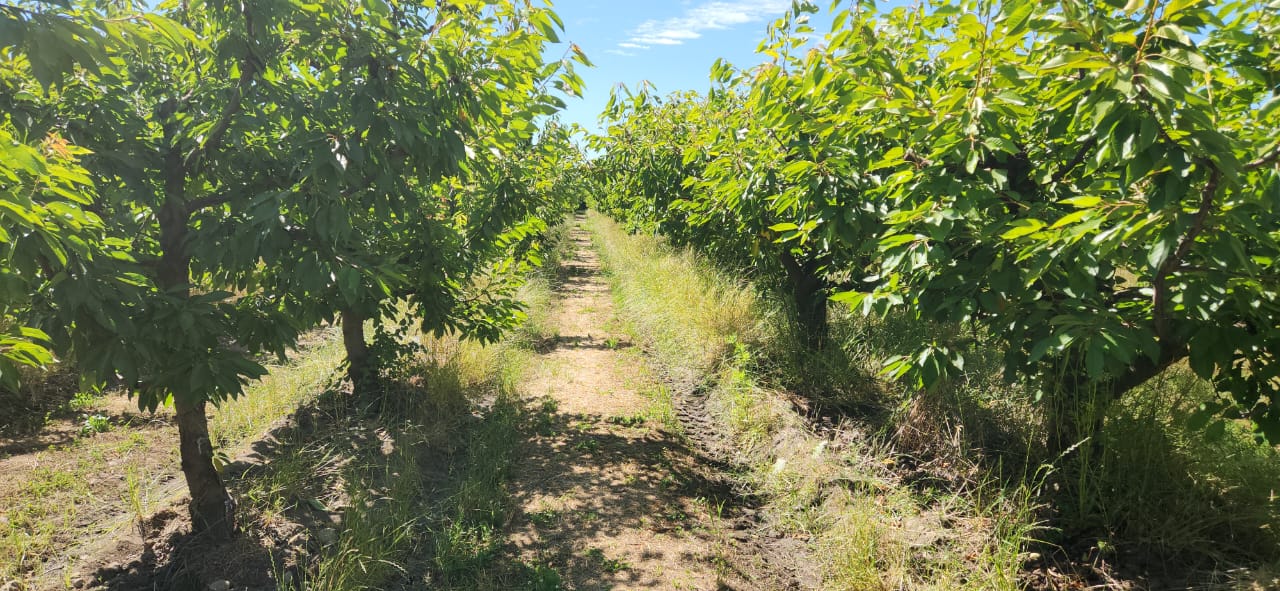 TERRENO / LOS NICHES / CURICÓ (cód-001310)